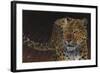 Leopard-Durwood Coffey-Framed Giclee Print