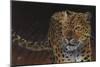 Leopard-Durwood Coffey-Mounted Premium Giclee Print