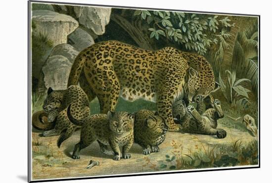 Leopard-null-Mounted Giclee Print