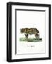 Leopard-null-Framed Giclee Print