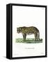 Leopard-null-Framed Stretched Canvas