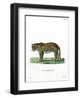 Leopard-null-Framed Premium Giclee Print