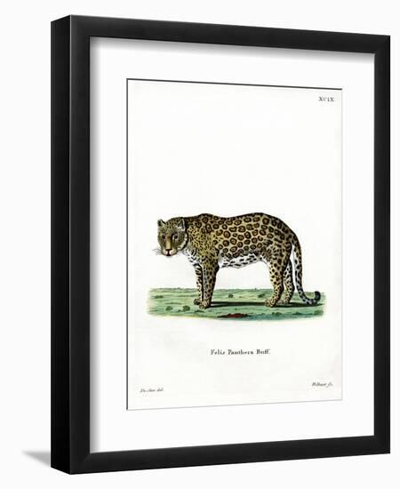 Leopard-null-Framed Premium Giclee Print