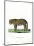 Leopard-null-Mounted Premium Giclee Print