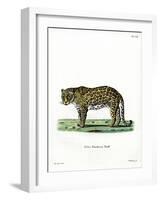 Leopard-null-Framed Giclee Print