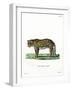 Leopard-null-Framed Giclee Print