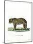 Leopard-null-Mounted Giclee Print