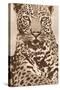 Leopard-Andrew Cooper-Stretched Canvas