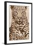 Leopard-Andrew Cooper-Framed Art Print