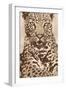 Leopard-Andrew Cooper-Framed Art Print