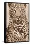 Leopard-Andrew Cooper-Framed Stretched Canvas