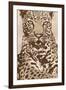 Leopard-Andrew Cooper-Framed Art Print