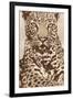 Leopard-Andrew Cooper-Framed Art Print