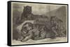 Leopards and Tigress Lately Added to the Zoological Society's Collection, Regent's Park-Samuel John Carter-Framed Stretched Canvas