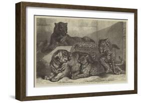 Leopards and Tigress Lately Added to the Zoological Society's Collection, Regent's Park-Samuel John Carter-Framed Giclee Print