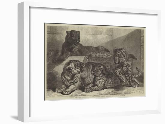 Leopards and Tigress Lately Added to the Zoological Society's Collection, Regent's Park-Samuel John Carter-Framed Giclee Print