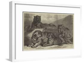 Leopards and Tigress Lately Added to the Zoological Society's Collection, Regent's Park-Samuel John Carter-Framed Giclee Print