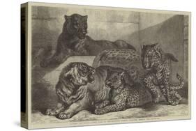 Leopards and Tigress Lately Added to the Zoological Society's Collection, Regent's Park-Samuel John Carter-Stretched Canvas