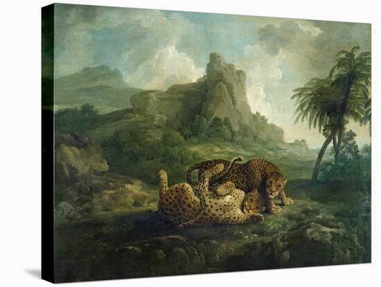 Leopards at Play, c.1763-8-George Stubbs-Stretched Canvas