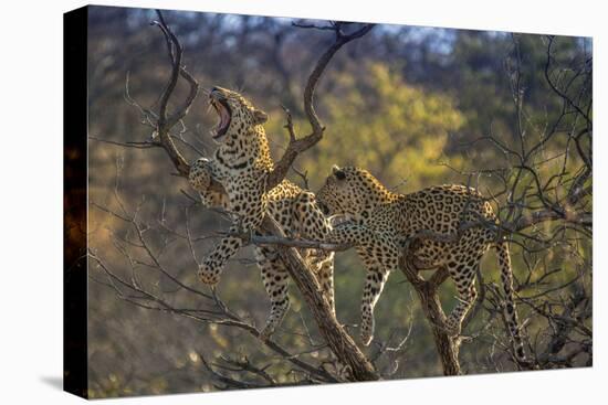 Leopards in Tree-PattrickJS-Stretched Canvas