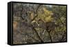 Leopards in Tree-PattrickJS-Framed Stretched Canvas