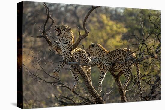 Leopards in Tree-PattrickJS-Stretched Canvas