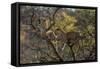 Leopards in Tree-PattrickJS-Framed Stretched Canvas