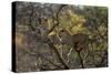 Leopards in Tree-PattrickJS-Stretched Canvas