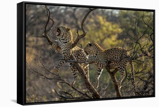 Leopards in Tree-PattrickJS-Framed Stretched Canvas