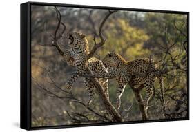 Leopards in Tree-PattrickJS-Framed Stretched Canvas