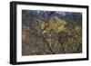 Leopards in Tree-PattrickJS-Framed Photographic Print