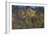 Leopards in Tree-PattrickJS-Framed Photographic Print