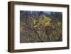 Leopards in Tree-PattrickJS-Framed Photographic Print