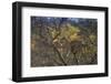 Leopards in Tree-PattrickJS-Framed Photographic Print