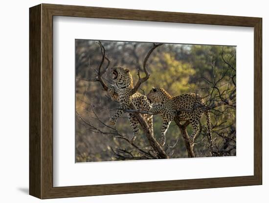 Leopards in Tree-PattrickJS-Framed Photographic Print