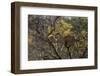 Leopards in Tree-PattrickJS-Framed Photographic Print