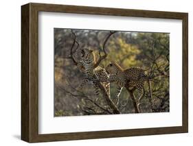 Leopards in Tree-PattrickJS-Framed Photographic Print