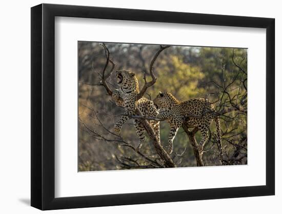 Leopards in Tree-PattrickJS-Framed Photographic Print