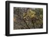 Leopards in Tree-PattrickJS-Framed Photographic Print