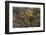 Leopards in Tree-PattrickJS-Framed Photographic Print