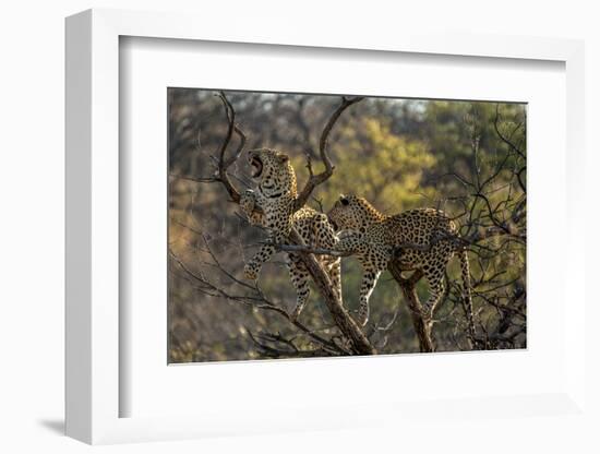 Leopards in Tree-PattrickJS-Framed Photographic Print