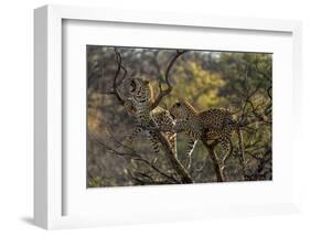 Leopards in Tree-PattrickJS-Framed Photographic Print