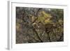 Leopards in Tree-PattrickJS-Framed Photographic Print