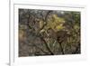 Leopards in Tree-PattrickJS-Framed Photographic Print