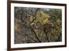Leopards in Tree-PattrickJS-Framed Photographic Print