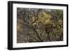 Leopards in Tree-PattrickJS-Framed Photographic Print