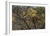 Leopards in Tree-PattrickJS-Framed Photographic Print