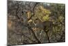 Leopards in Tree-PattrickJS-Mounted Photographic Print