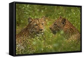 Leopards, Kruger National Park, South Africa-David Wall-Framed Stretched Canvas