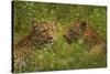 Leopards, Kruger National Park, South Africa-David Wall-Stretched Canvas